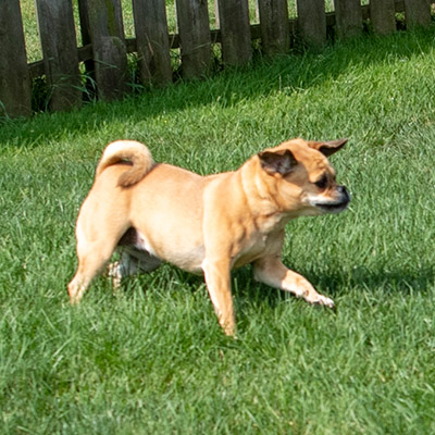 Dog in boarding getting outdoor exercise