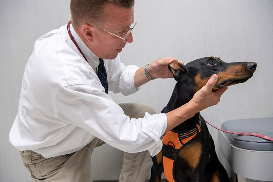 Veterinarian performing a dog wellness exam during a pet check up in Hershey, PA