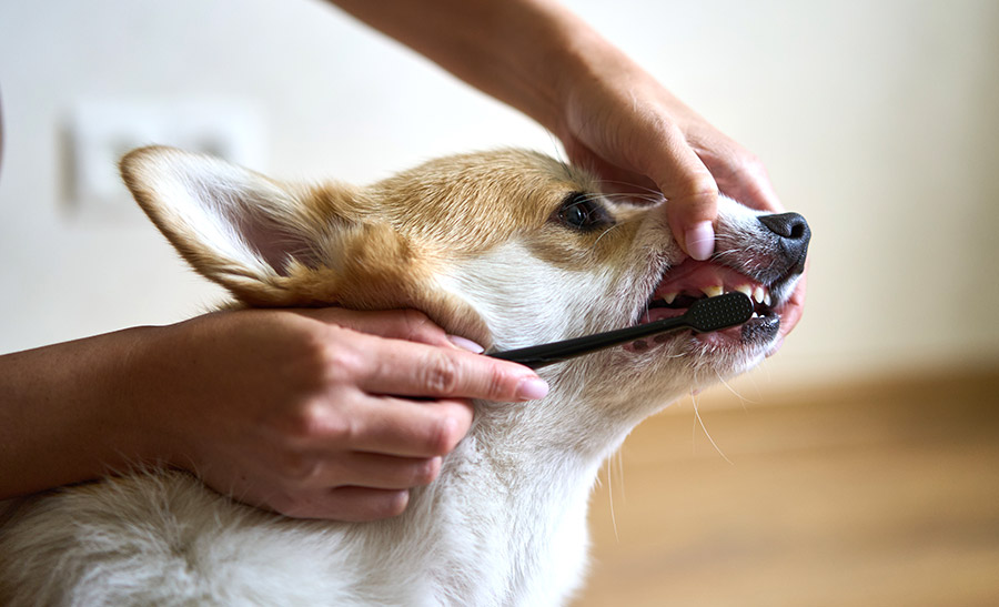 brushing a dog's teeth at home