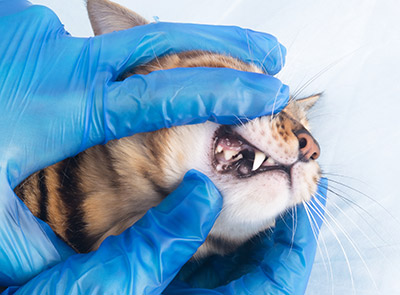 Cat dental exam