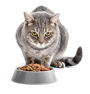 Cat with food