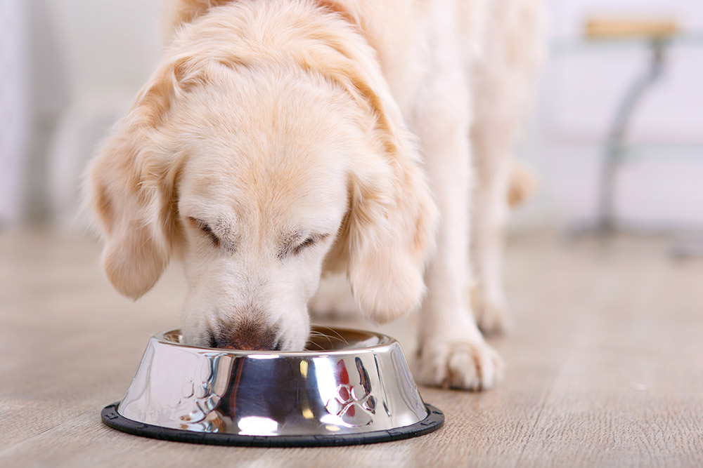 golden retriever dog eating from a food bowl