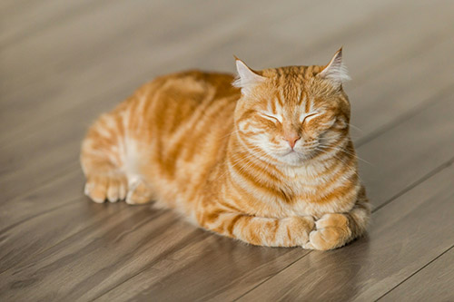 examining cat