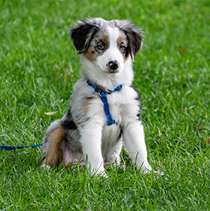 Young Dog