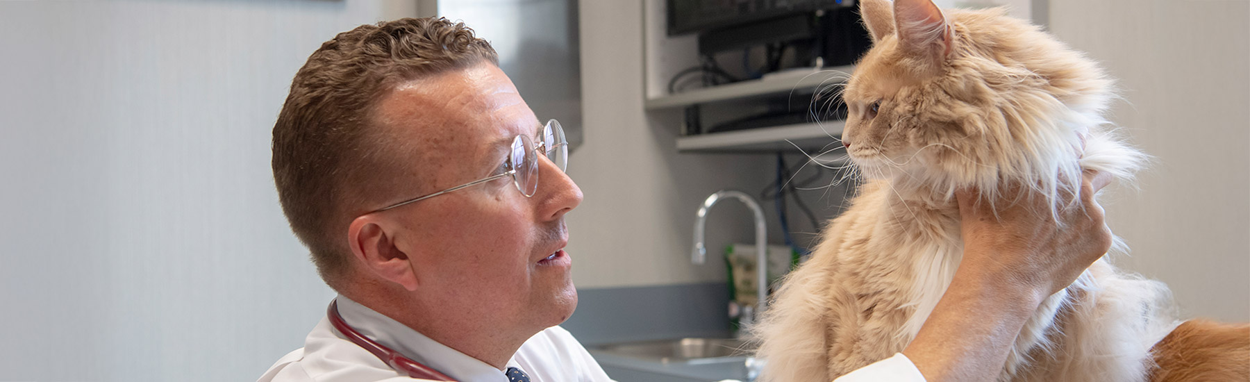 Vet examines a cat