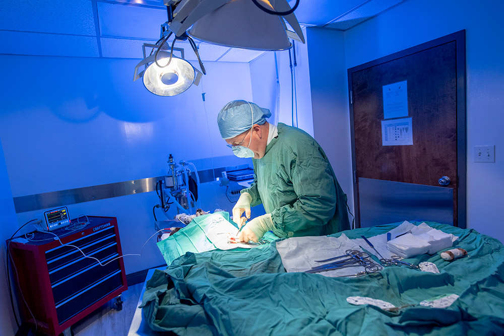 Vet doing surgery on a dog at Hershey Vet