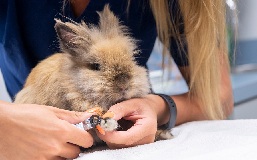 Trimming the nails on a rabbit at the vet office