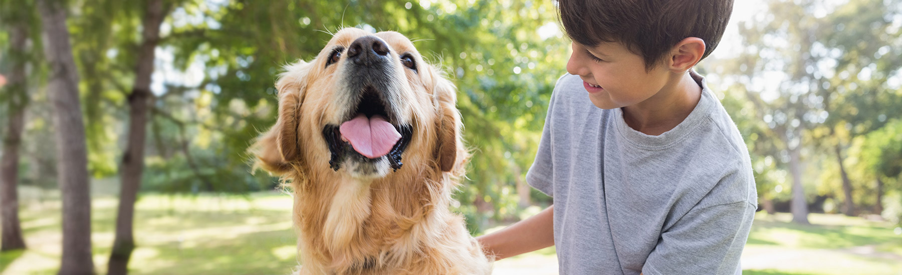 Golden retriever with boy in Hershey PA