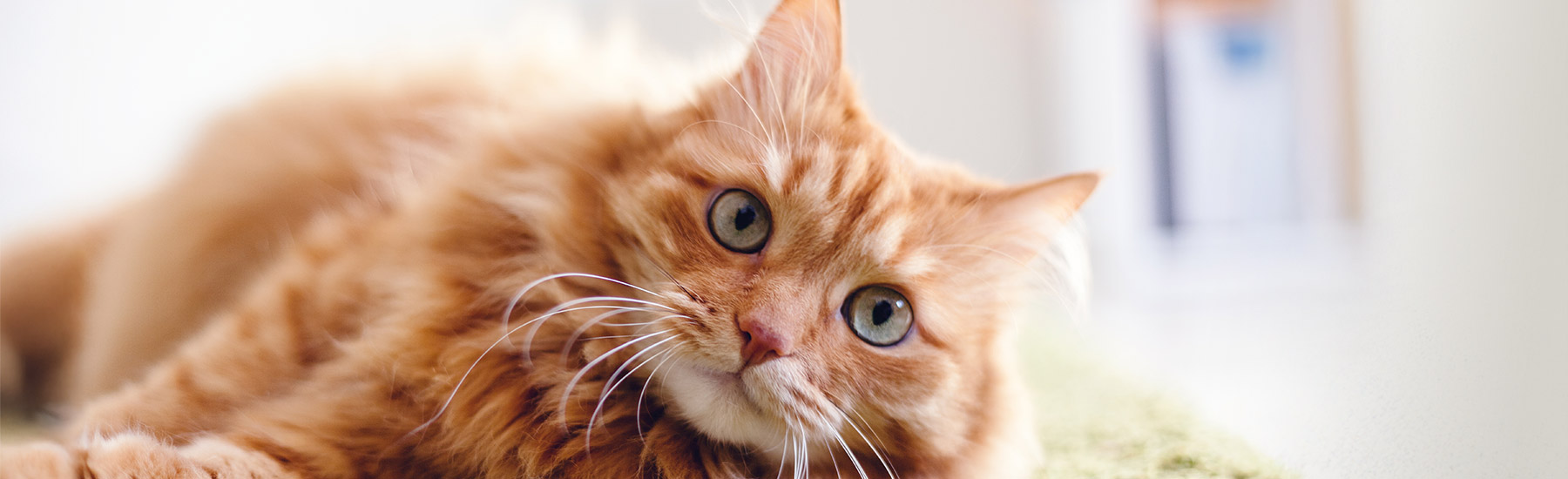 Cat in the vet office