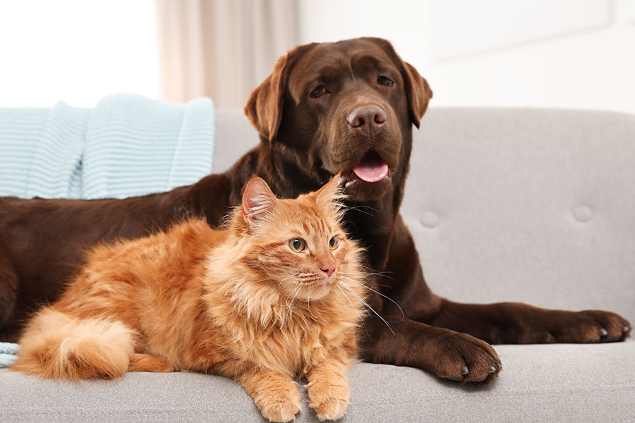 Cat and dog
