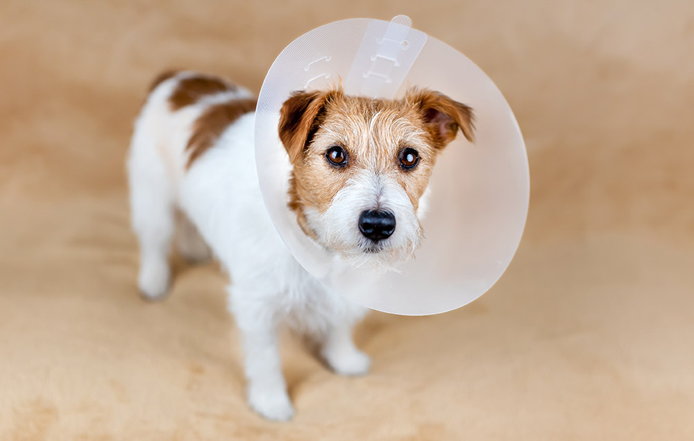 Dog with cone after sugery