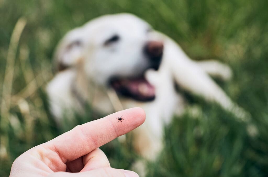 Person holding a tick with a dog in the background