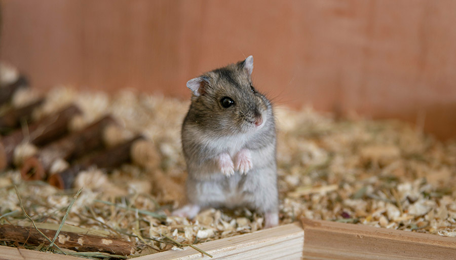 gerbil