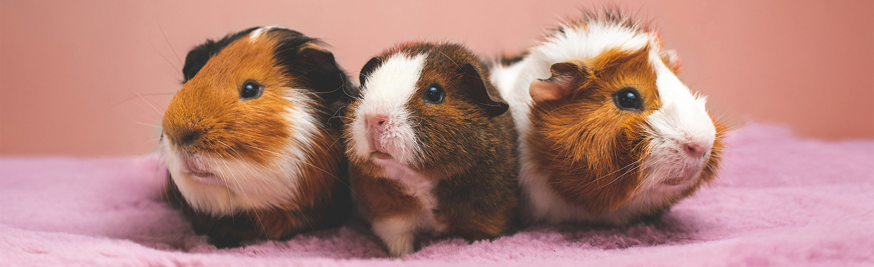 guinea pigs
