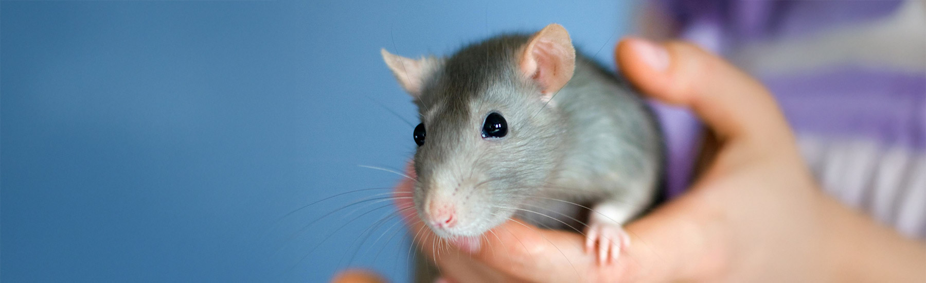 Person holding a pet rat