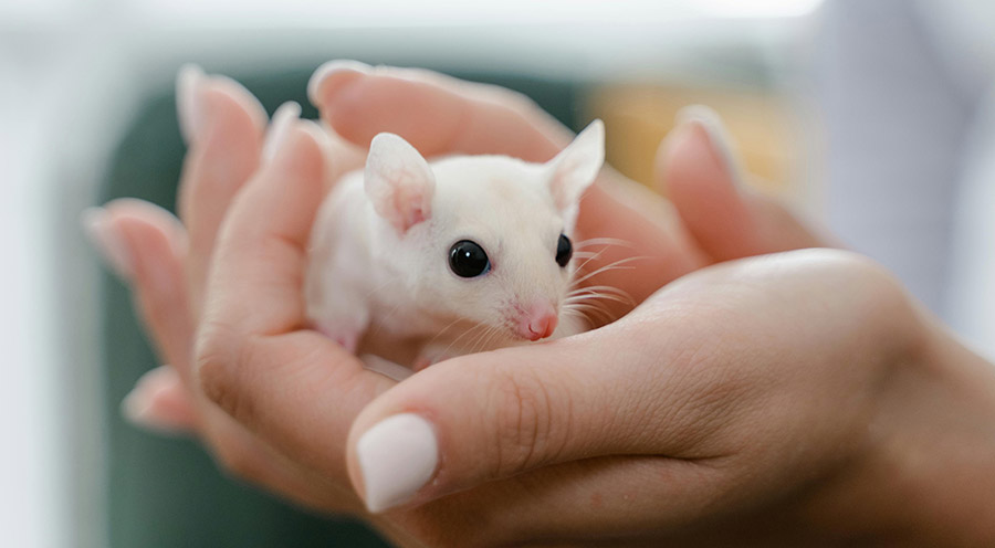 person holding a pet rat