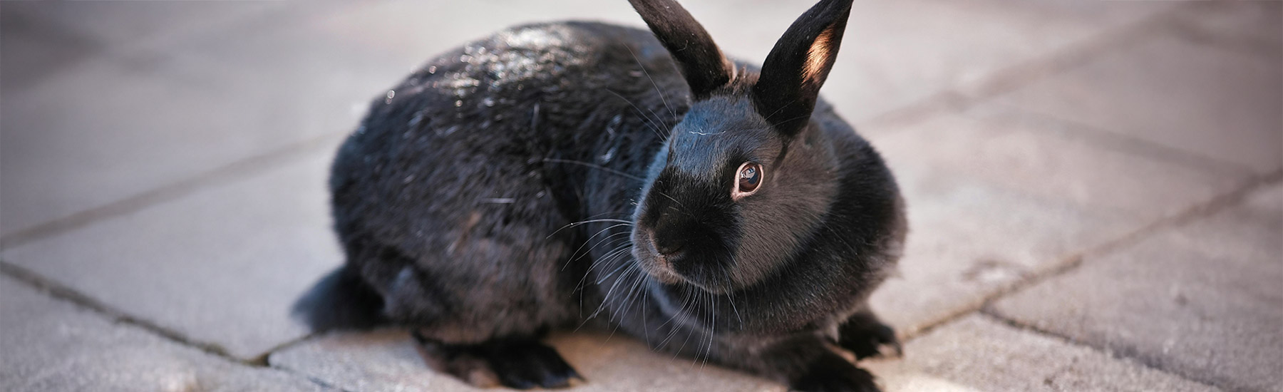 rabbit