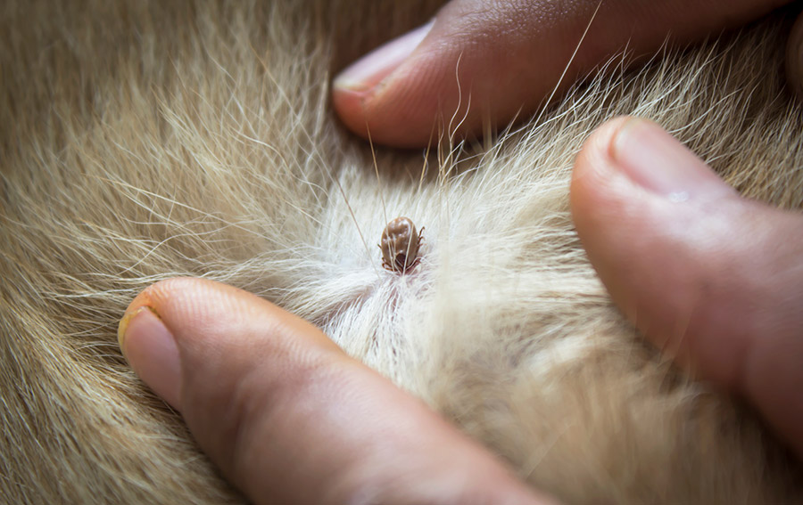 Tick embedded on a dog