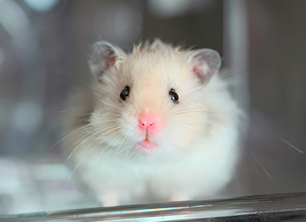 Hamster
