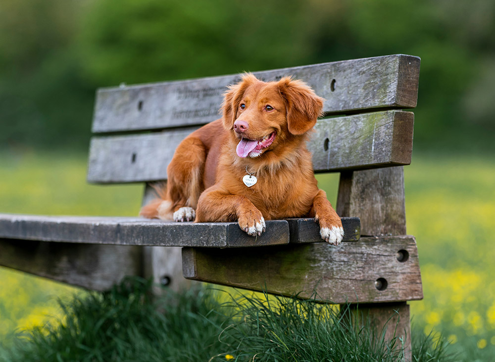 Dog on a park bench