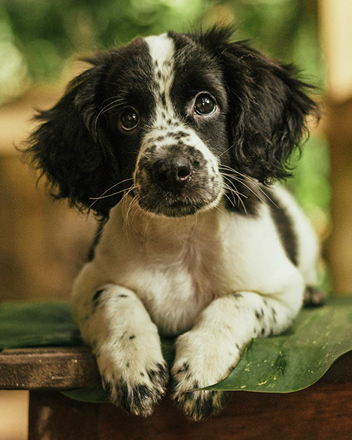 spaniel